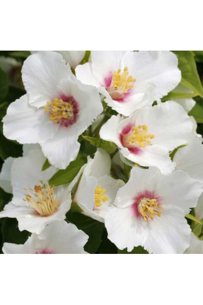 Чубушник Бель Этуаль с белыми ароматными цветами.